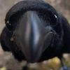 crowbirdraven