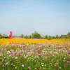 hoanghiep.86