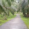 _petani_sawet