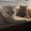 coco.and.schocko