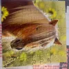 peach_lornie