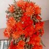 nesrin.eren48