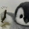 chilla_4256