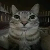 that_one_cat8