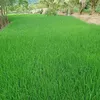 nhi.mlo.linh