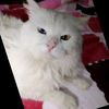douaadoudou2673