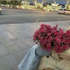 amalar84