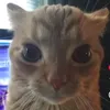michaelakosa1