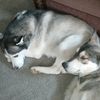 cutie_huskiess