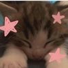 fandegatos34