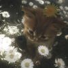 rabab.ibrahim64