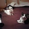 rollie.riley.zeus