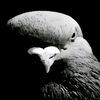 golub_0101