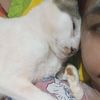 gitaleg