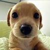 guttedpuppy