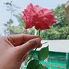fatema.miajee