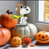 dolphinsmilespumpkinpaw