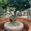 Nhà vườn Đức Chiều