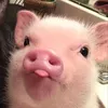 not_nini_erriahi