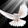 dove.dove63