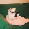 joestacat