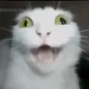 brrbri4