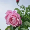 thy.phm5236