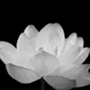 bichngoc2222113