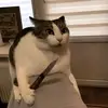 solo_un_gato
