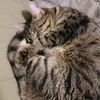 sleepybear109