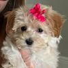 charleethepoo🐾💕