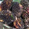 petani.sawit347