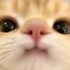 greatwhitecat3