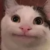 lammeme35