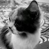 fza_rmt
