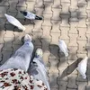 d.duhok2
