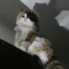 uglyahhfr