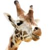 giravic