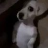 itzrobloxv