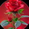 waiwai4472khattar