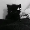 kotya_1337