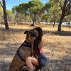 dog.momzoo