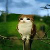 oreoanimation0