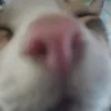 Teo
