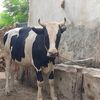 malikcattelfarm