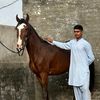 tayyab75998