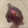 anajuliamaedepassaro