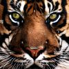 tyger05
