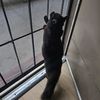 sheldon_thecatoffical