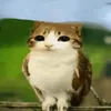 freakbob737
